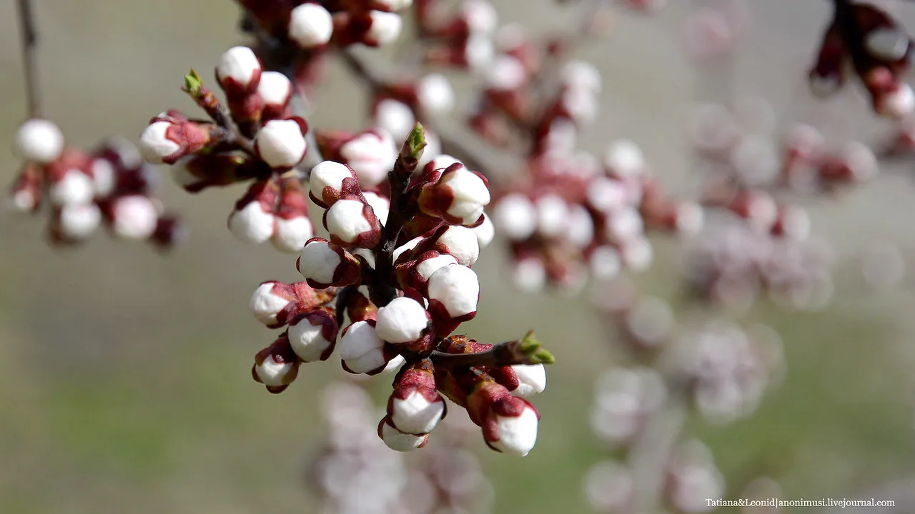 Погода на Орозо айт и Нооруз. Точный прогноз для Бишкека на праздничные дни