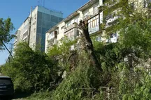 «Летом жить уже очень сложно»: депутат раскритиковал массовую вырубку деревьев в Бишкеке