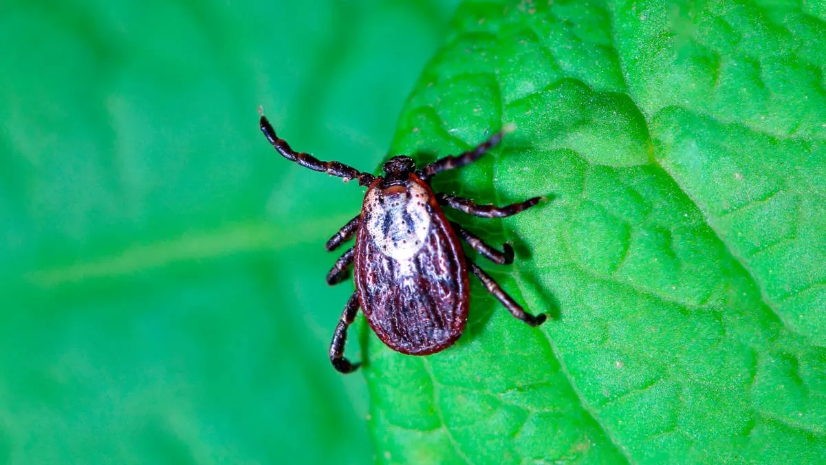 В Кыргызстане начался сезон клещей: как защититься и что делать при укусе