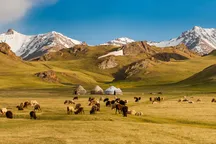 Спасение истощенных земель: в Кыргызстане восстанавливают более 400 тысяч гектаров пастбищ