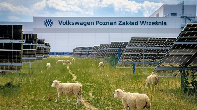 На заводе Volkswagen появились необычные сотрудники - 100 овец