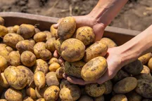 Китайскую картошку в КР выдают за местную? Минсельхоз провел рейды